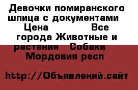 Девочки помиранского шпица с документами › Цена ­ 23 000 - Все города Животные и растения » Собаки   . Мордовия респ.